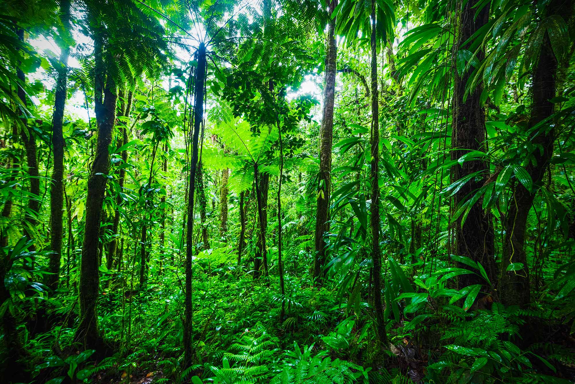Les forêts tropicales peuvent se régénérer en vingt ans