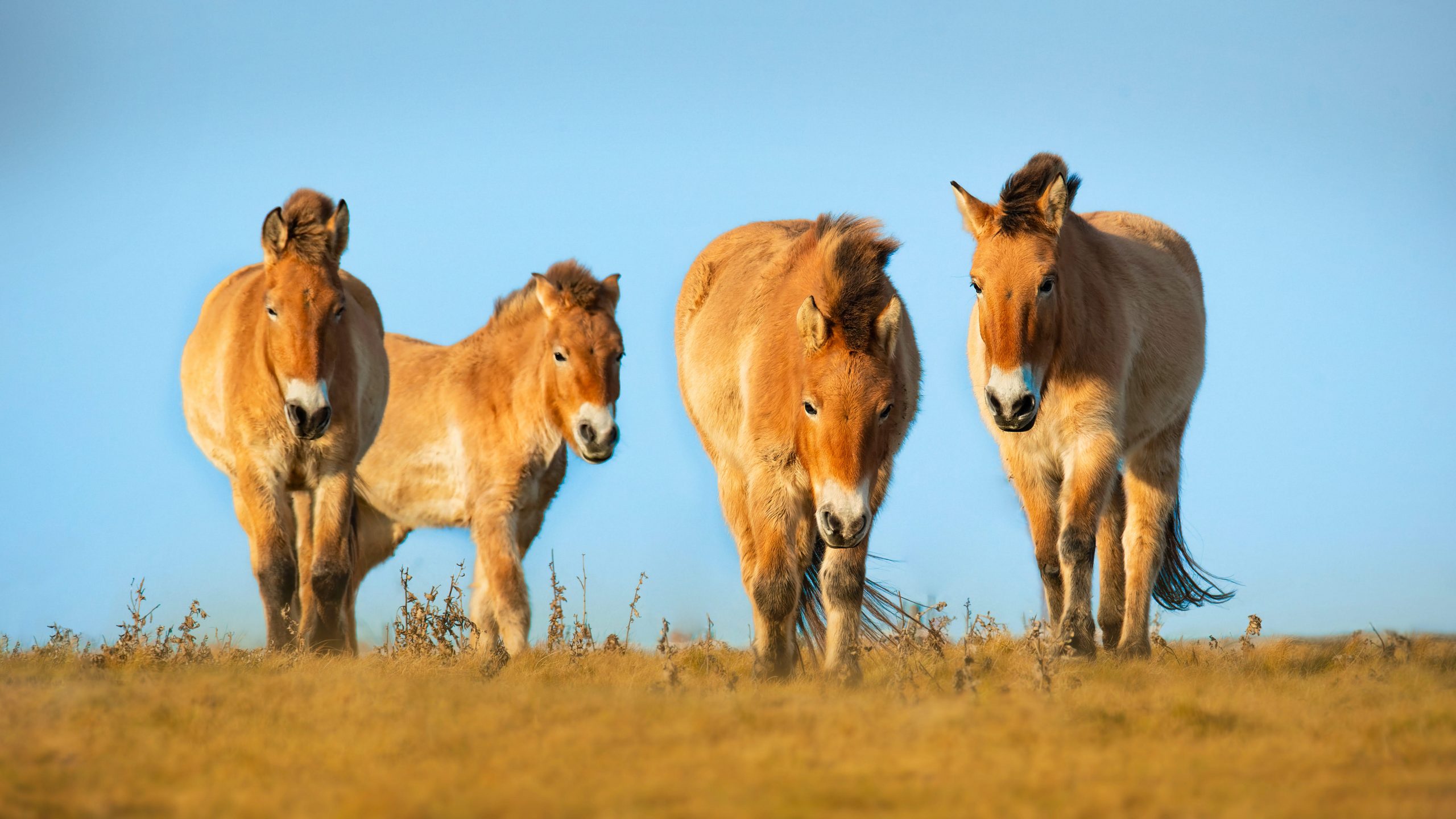 Le sauvetage et le retour à l'état sauvage des chevaux de Przewalski