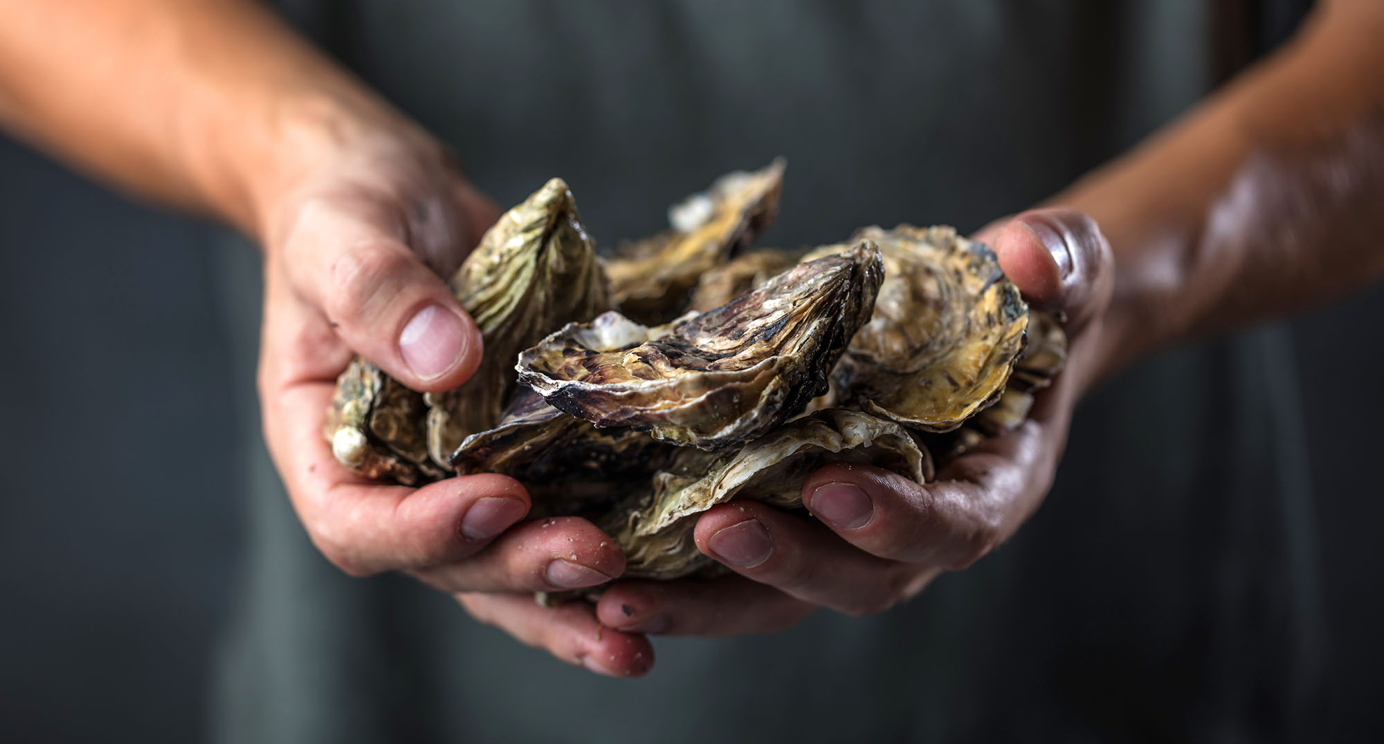 Un millard d'huîtres pour dépolluer la baie de New York