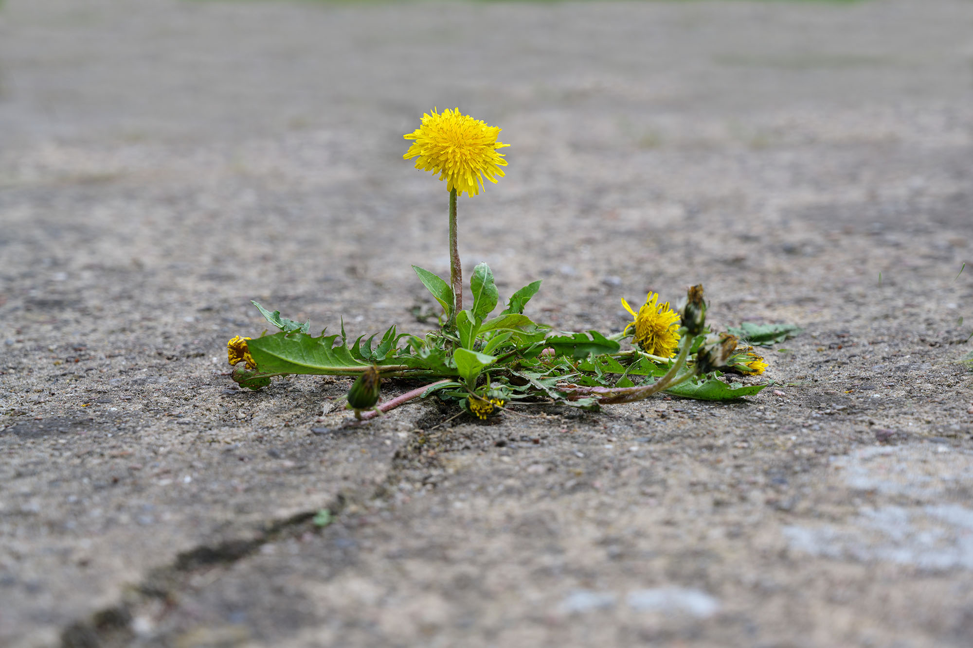 single dandelion flower breaks its way through the concrete, con