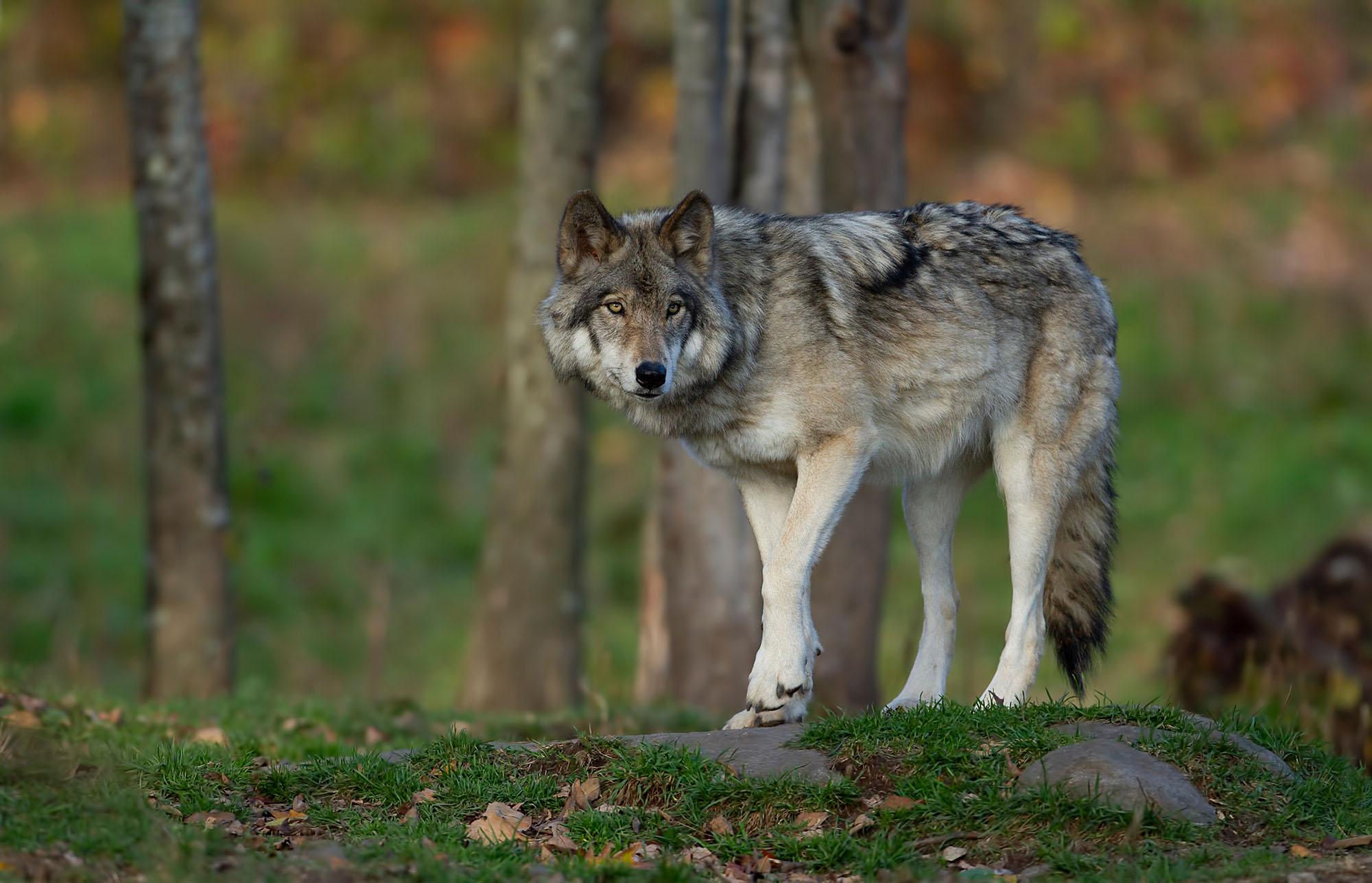 A lone Timber wolf or Grey Wolf Canis lupus on top of a rock loo