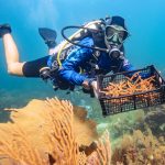 Ces plongeuses restaurent les coraux :  essentiel pour la vie
