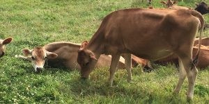 En Bretagne, des citoyennes et citoyens achètent des terres  pour soutenir une agriculture respectueuse du vivant