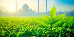 Des mosquées vertes dans le monde, pourquoi l&rsquo;Islam peut aussi porter la question écologique