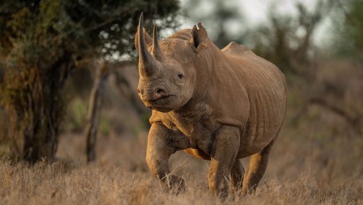 Le retour des rhinoceros noirs au Zimbabwe après 30 ans d&rsquo;absence
