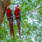 En Amazonie, une baisse de la déforestation hélas fragilisée par l'abandon du moratoire sur le soja Ara macaw rouge en amazonie au brésil