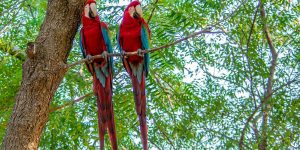 En Amazonie, une baisse de la déforestation hélas fragilisée par l&rsquo;abandon du moratoire sur le soja